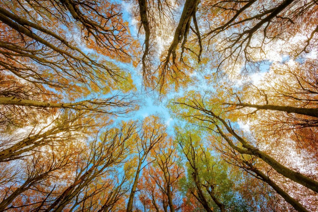 Beech trees forest