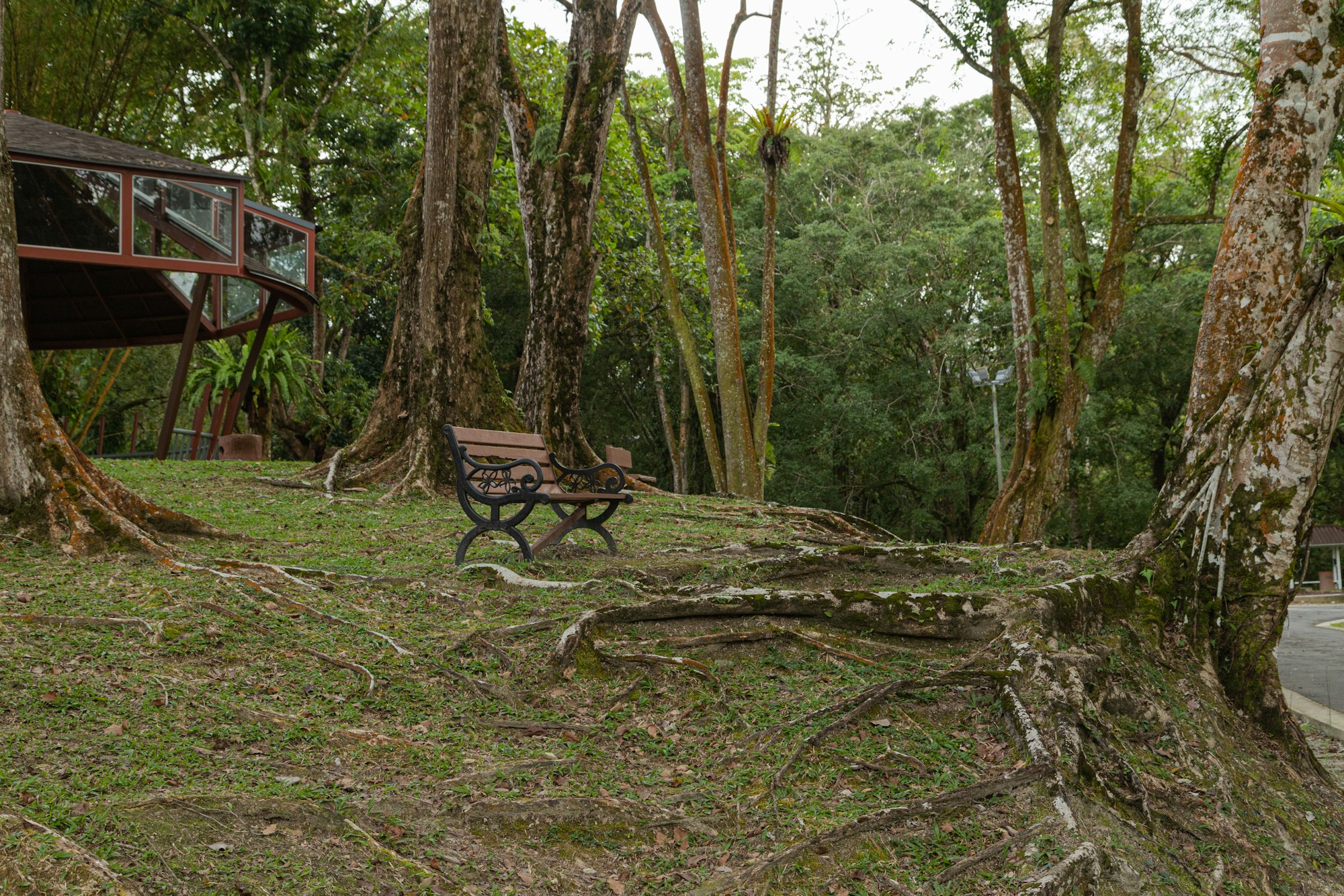 City park in Kuching, Malaysia, tropical garden with large trees and lawns.