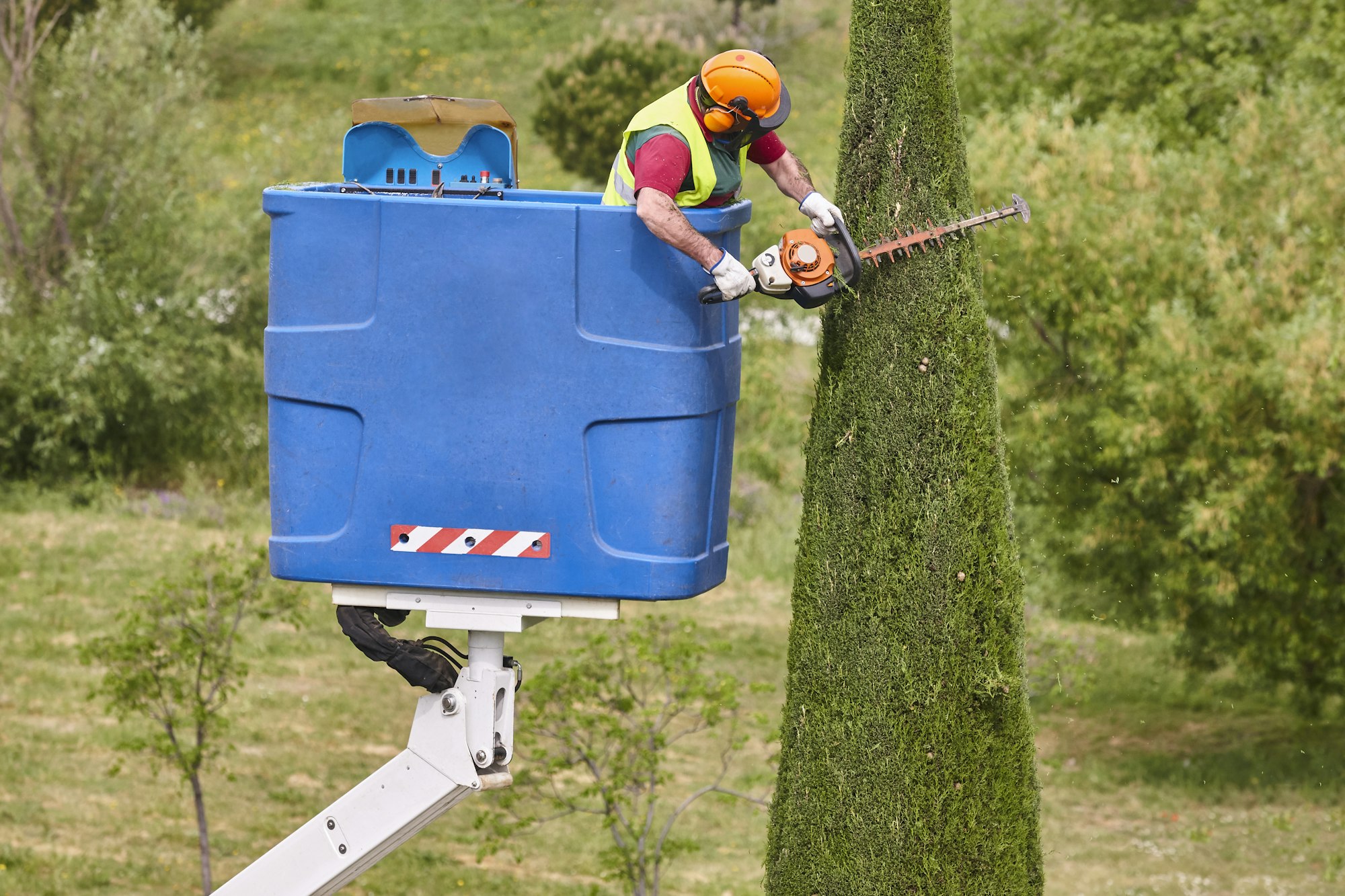 Gardener pruning a cypress tree with a chainsaw and a crane