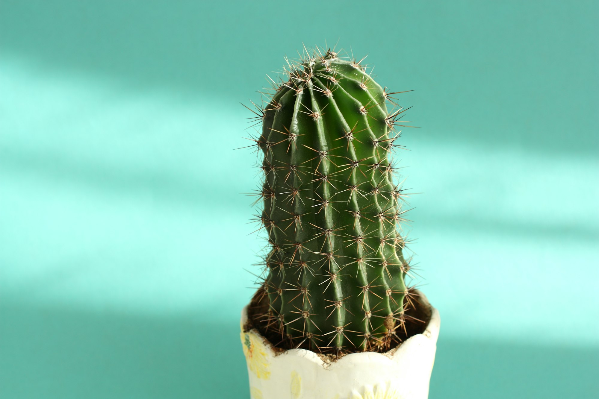 Large cactus on a green background