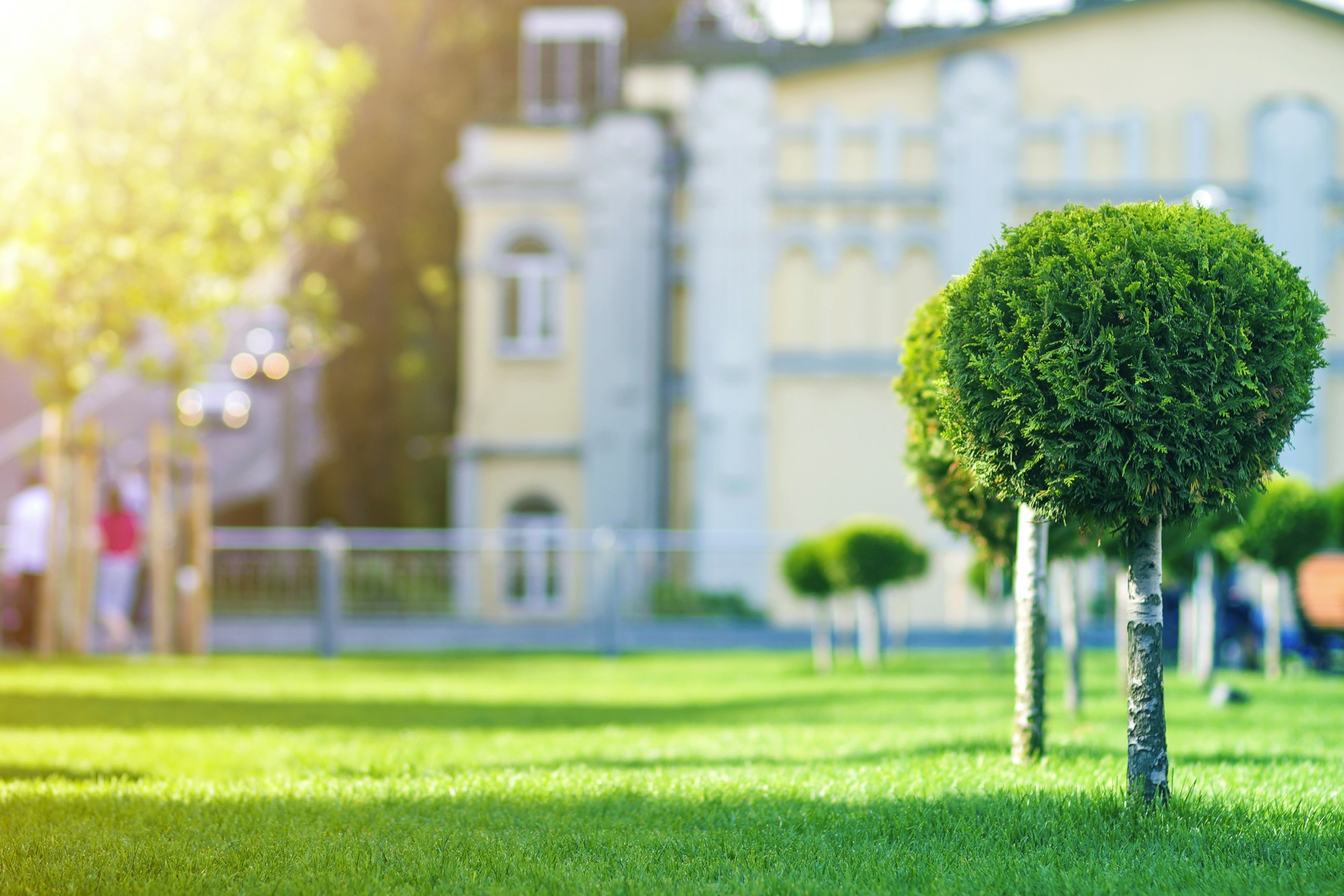 Young decorative pine tree with lash round neatly trimmed foliage